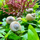 3 ivory mystery snails Pomacea bridgesii with white striped shells
