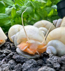 3 Ivory Mystery Snails with white shell, orange yellow accents
