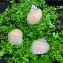 Pale pink and white ivory mystery snail shells on green aquatic plants
