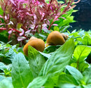 3 Jade Green Mystery Snails with brown shell and green plants in aquarium
