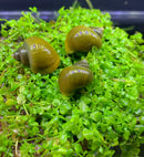 Close-up of three shiny jade green mystery snails on mossy surface