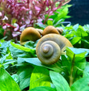Golden spiral shell mystery snail on lush green leaves