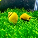 Yellow jade green mystery snail figurine on moss background