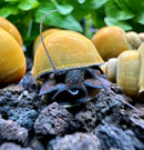 3 Jade Green Mystery Snails with yellow hermit crab shell and blue purple claws