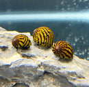 3 Lightning Bolt Nerite Snails - AquaticMotiv
