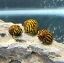 Three yellow and brown striped lightning bolt nerite snail shells on rock