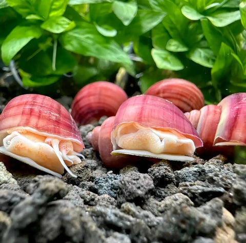 3 pink Pomacea bridgesii mystery snails with white stripes in aquatic habitat