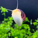 3 Magenta Mystery Snails with white and purple shell, brown stripe
