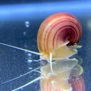 Striped magenta mystery snail shell in water, Pomacea bridgesii