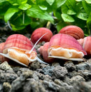 3 magenta mystery snails with pink shell garden ornament