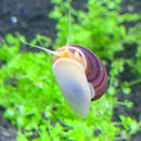 3 Magenta Mystery Snails with purple-white shells and brownish-yellow bodies