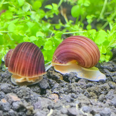 Purple and gold snail shell ornament with 3 magenta mystery snails Pomacea bridgesii