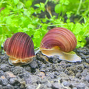 Purple and gold snail shell ornament with 3 magenta mystery snails Pomacea bridgesii