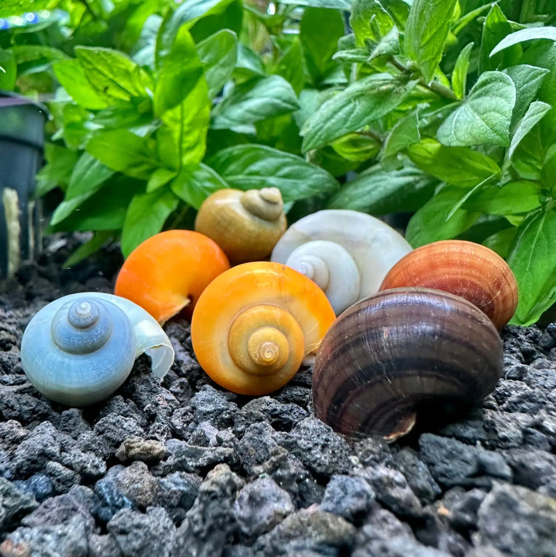 Colorful ceramic snail figurines inspired by nature, Pomacea bridgesii variety pack