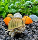 Striped mystery snail shell ornament in earthy tones