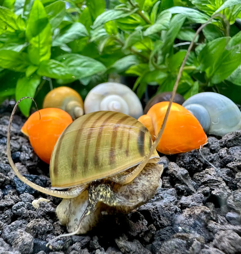 Striped mystery snail shell ornament in earthy tones