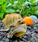 Striped mystery snail shell with orange and white accents, natural