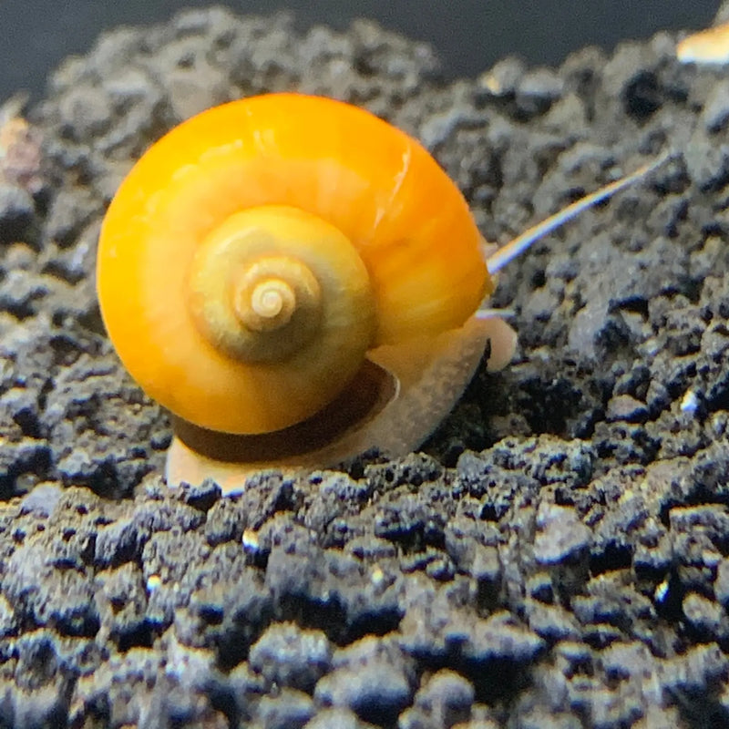 Yellow spiral shell mystery snail on dark soil surface