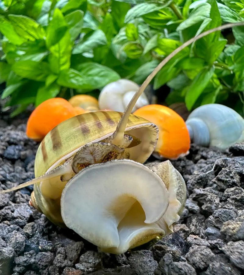Striped seashell garden ornament with natural texture and mystery snails