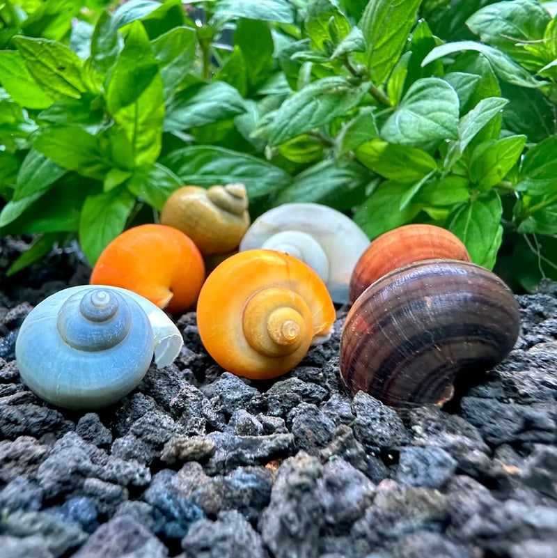 Colorful ceramic snail shells in 3 Mystery Snails variety pack
