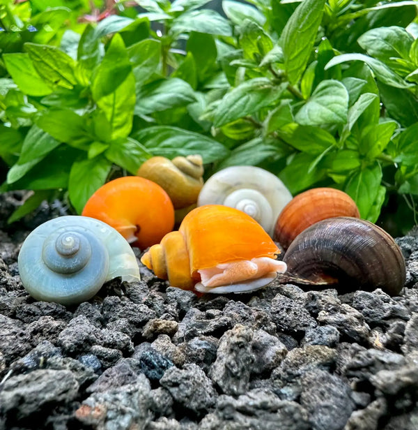 Colorful ceramic seashell garden ornaments for decor