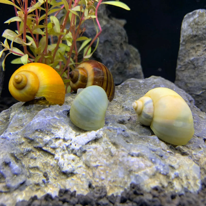Yellow ceramic snail shell ornament with brown stripes from Mystery Snails pack