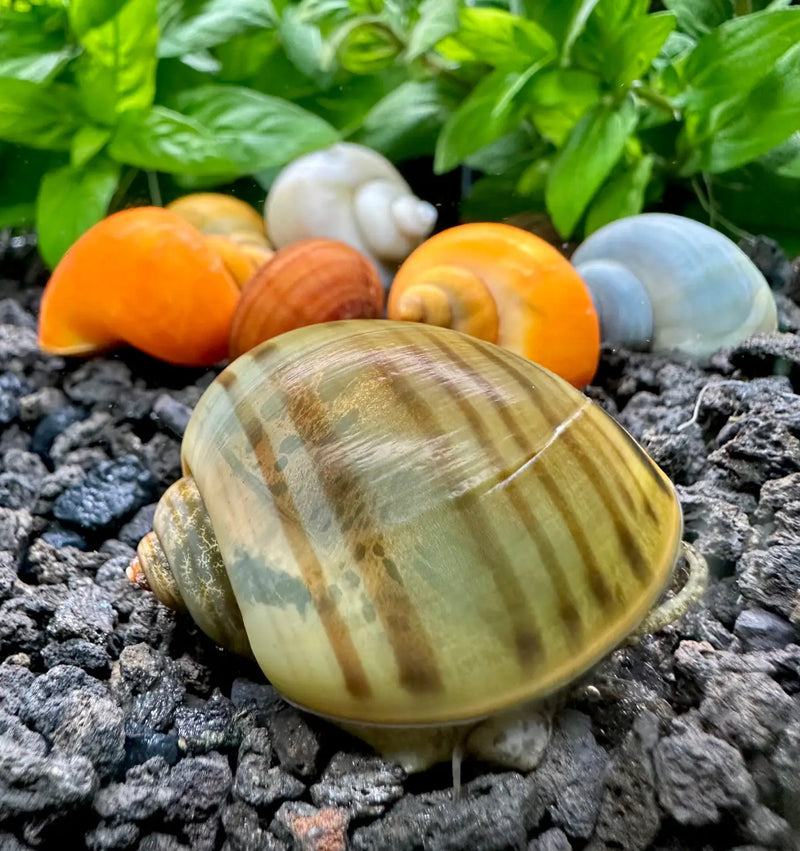 Green and brown striped seashell on soil with plants, Pomacea bridgesii variety