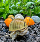 Striped orange-brown mystery snail shell, Pomacea bridgesii natural material