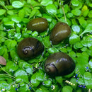 3 Olive Nerite Snails with green shells and brown spirals on plants