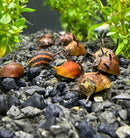 A group of small orange and brown 3 orange thorn nerite snails with pointed shells resting on dark gravel in an aquarium