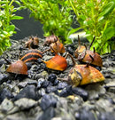 Three orange thorn nerite snails with orange and brown striped spiky shells resting on dark gravel among green plants