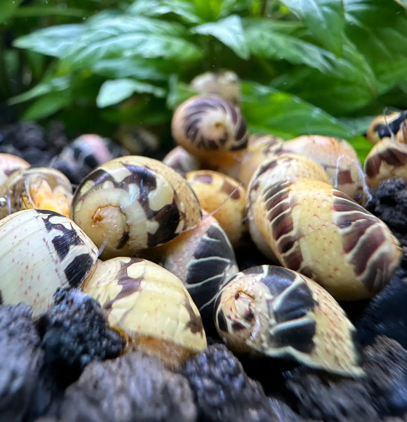 3 Pumpkin Bumblebee Nerite Snails with patterned ceramic shells on soil