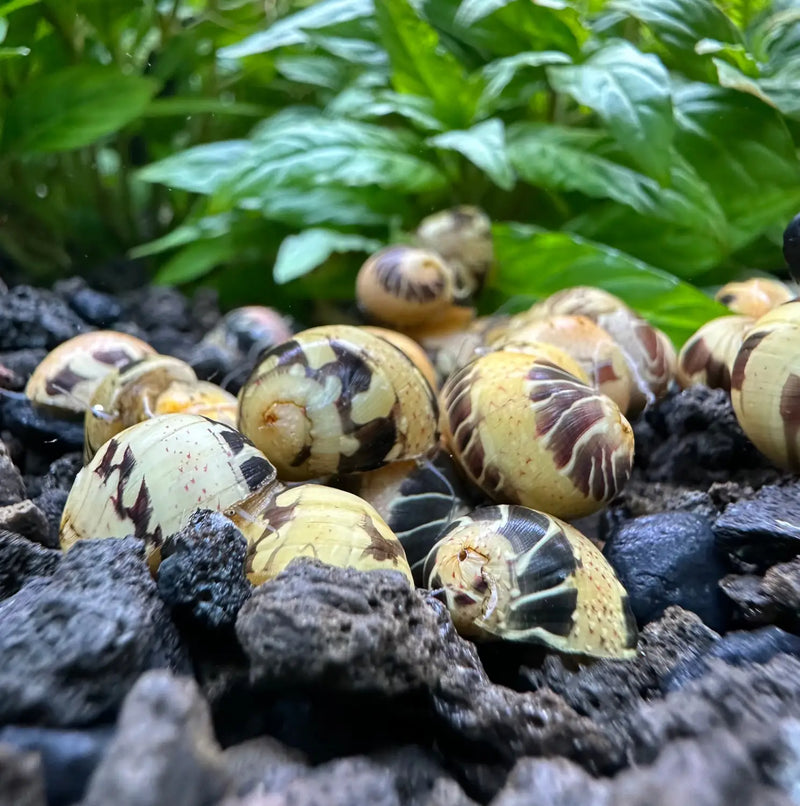 3 yellow-brown spotted pumpkin bumblebee nerite snail shells on black lava rocks