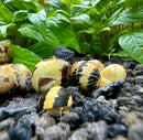 Three yellow black striped pumpkin bumblebee nerite snail shells on soil with green plants