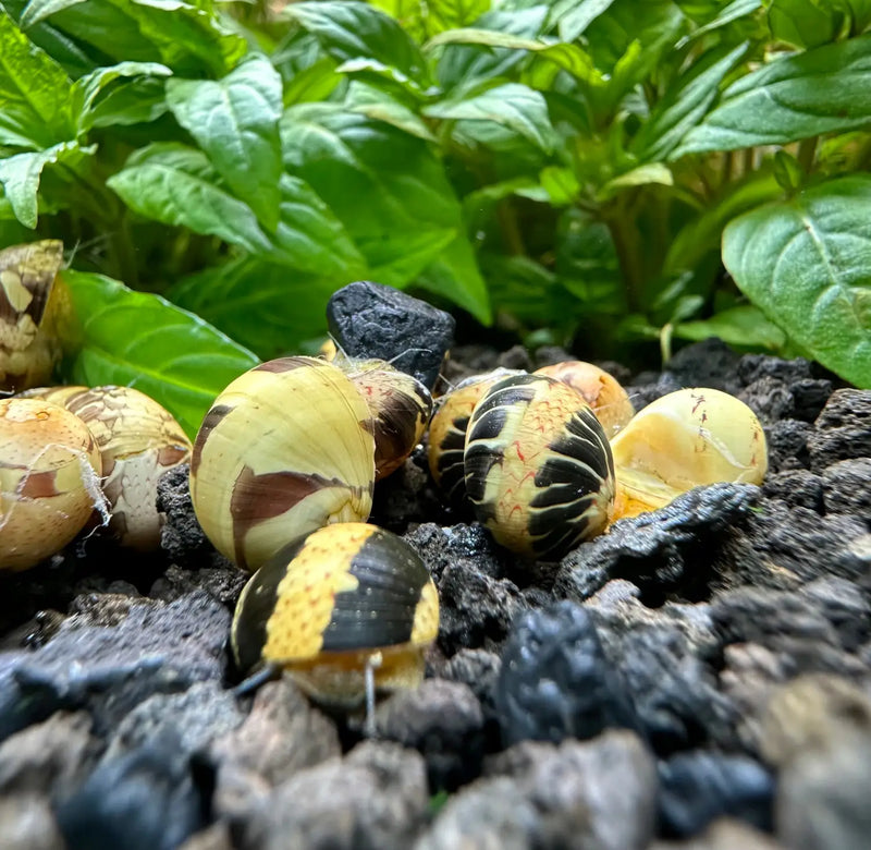 Three yellow black striped pumpkin bumblebee nerite snail shells on soil with green plants