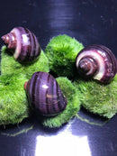 Purple mystery snail on green moss pad