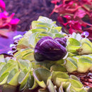 Purple mystery snail shell on green leafy surface