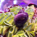 Vibrant purple seashell on lush green aquatic plants