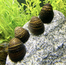 Red Lip Nerite Snail x3 (NERITINA VIOLACEA) - AquaticMotiv