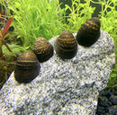 Four dark brown patterned freshwater snails with yellow markings resting on a gray rock in a 3 red lip nerite snail aquarium