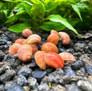 3 red pumpkin nerite snails with orange yellow spotted shells on rock