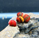 Three red racer nerite snails with vibrant red and black zebra-patterned shells resting on a textured aquarium rock