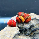 Three red racer nerite snail shells with vibrant red and black zebra patterns resting on a gray rock
