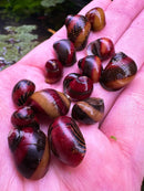 A collection of glossy iridescent red racer nerite snail shells with black and amber patterns resting in a palm