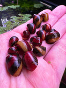 A collection of 3 red racer nerite snail shells with glossy red and dark brown hues and golden brown stripes