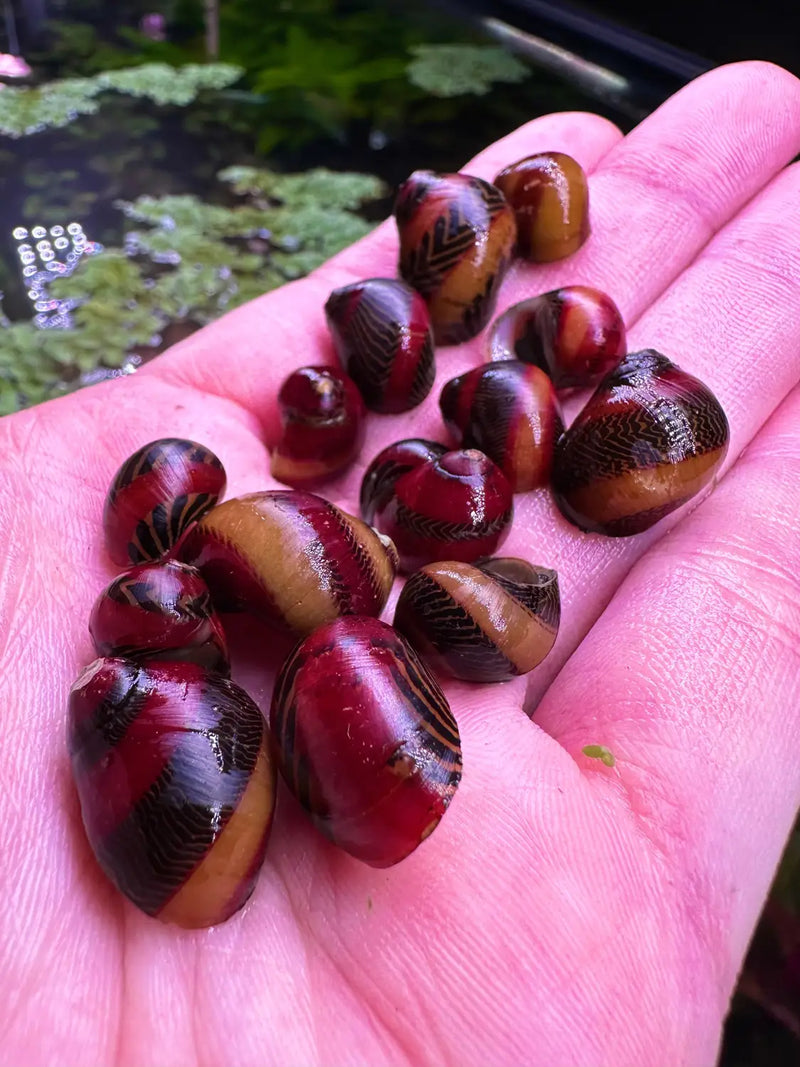 Red Racer Nerite Snails Striped Speedsters of Algae Control | Aquatic Motiv