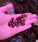 A hand holds 3 red racer nerite snails with small glossy red and black striped shells showcasing intricate patterns