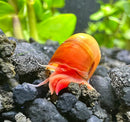 Three red ramshorn snails with vibrant orange glossy shells and translucent pinkish bodies on dark volcanic rocks in an aquarium