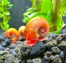 A vibrant orange red ramshorn snail with a glossy spiraled shell and translucent pink body crawling over dark gravel