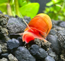 A vibrant orange and red freshwater ramshorn snail with a glossy spiraled shell crawling over dark gravel